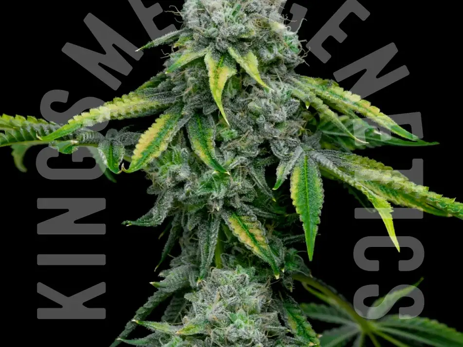 KINGSMEN-GENETICS-CANNABIS-SEEDS