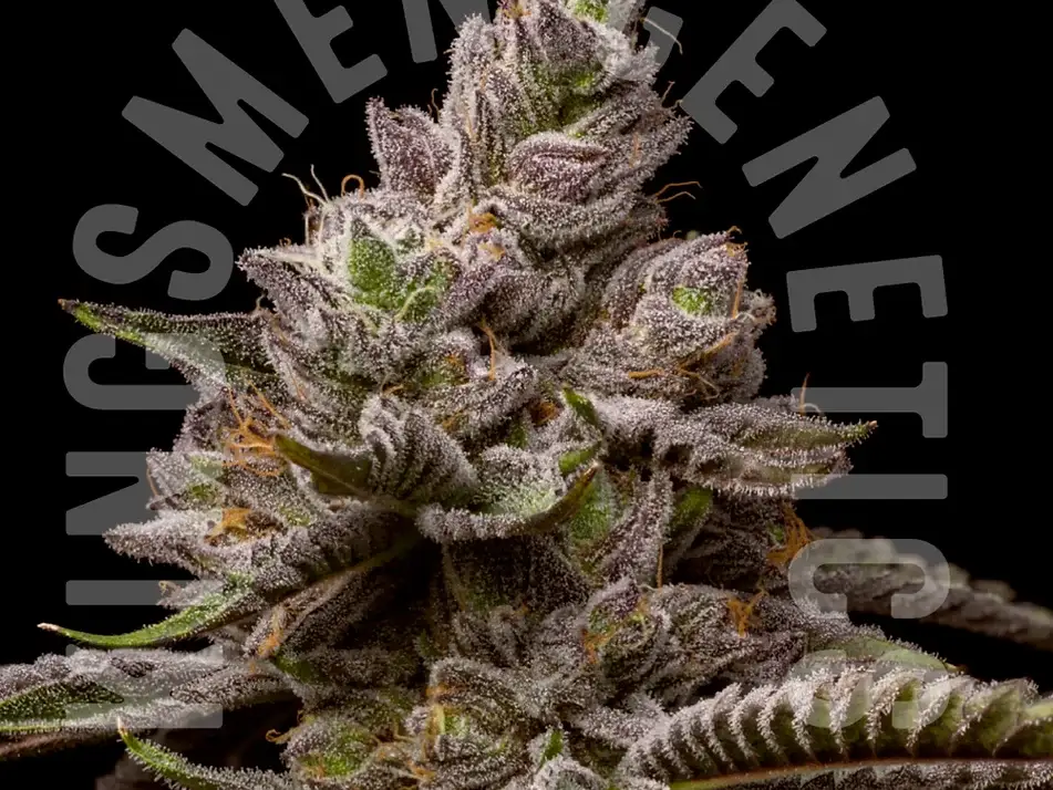 KINGSMEN-GENETICS-CANNABIS-SEEDS