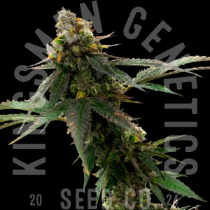 girl_scout_cookies_feminized