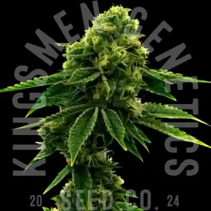 sour_diesel_feminized