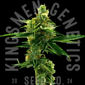 super_silver_haze_feminized